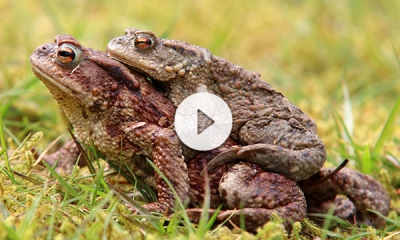 Foto von 2 laichenden Kröten, auf dem Foto ist ein Pfeil abgebildet, als Hinweis, das hinter dem Link ein Video zu sehen ist.