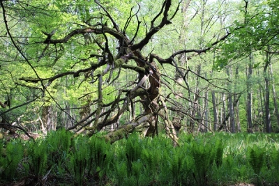 Waldökologie – Waldnaturschutz: Lebensgemeinschaft Wald (Kl. 8 – 10)