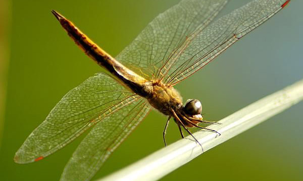Eine Libelle sitzt auf einem Grashalm oder einem Stil, Nahaufnahme