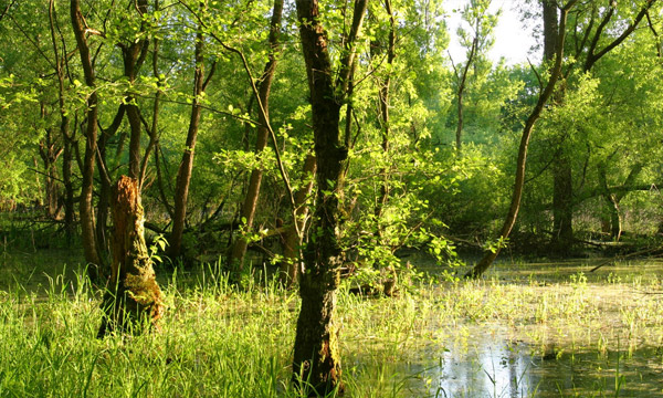Blick in den Wald in eine Aue, wo Bäume und Gräser unter Wasser stehen.